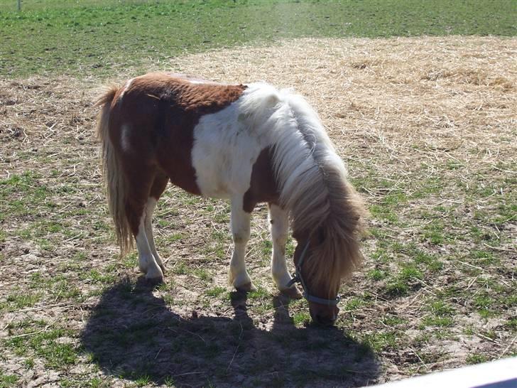 Shetlænder Lurifax billede 3