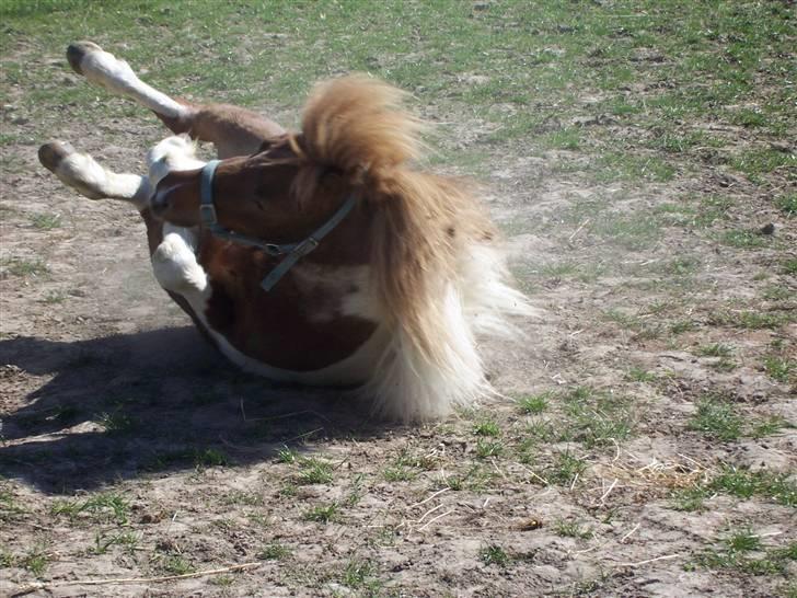 Shetlænder Lurifax - der er intet bedre end når der er rigtig støvet og når man lige er blevet striglet. (ØV fra min side. har brugt en time på ham her) billede 5