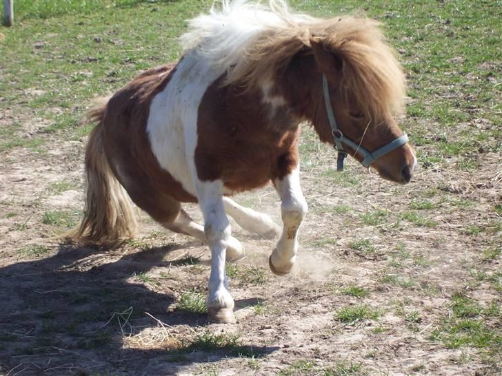 Shetlænder Lurifax billede 6