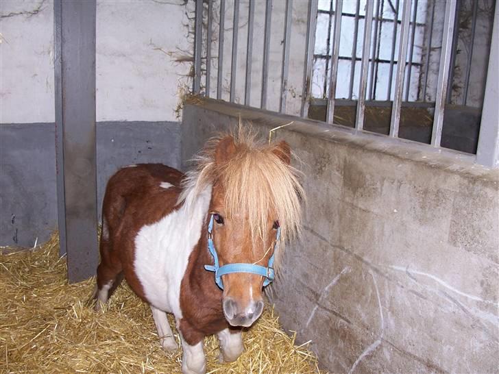 Shetlænder Lurifax - sådan så han ud på den rideskole han stod på inden vi fik ham. han var helt bange, han tude ikke komme hen og snakke. nu der vil han ikke andet :D billede 7