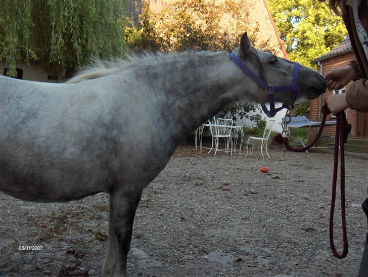 Dansk Miniature Katrinesmindes Perhaps  - showtræner billede 6