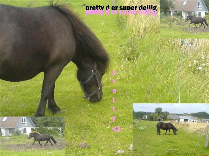 Shetlænder pretty <33 rider ikke mer - Prette ILOVEYOU! <33 billede 9