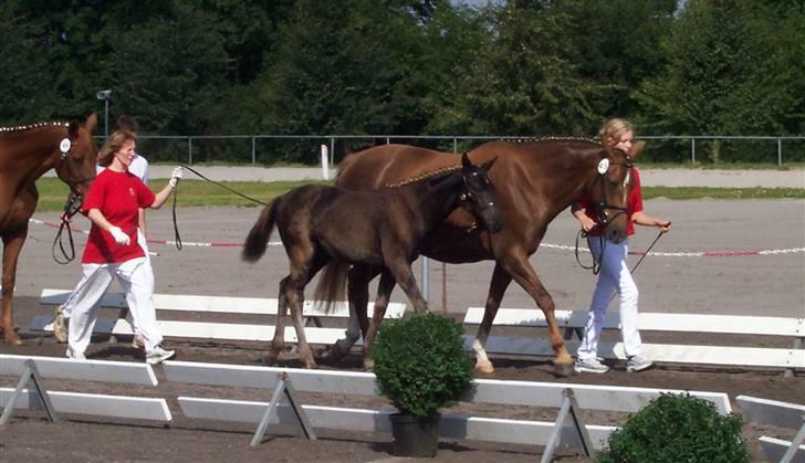 Dansk Varmblod Ellegårdens Super Nova DH - DV følskue på Vilhelmsborg den 5. aug 2007. Foto: Mig billede 7