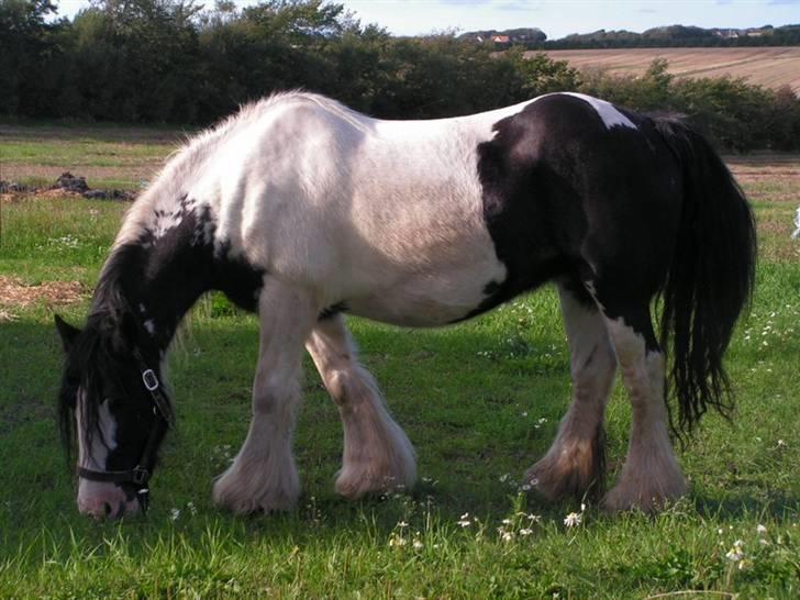 Irish Cob Clononeen Meniman - Sommergræs... billede 2