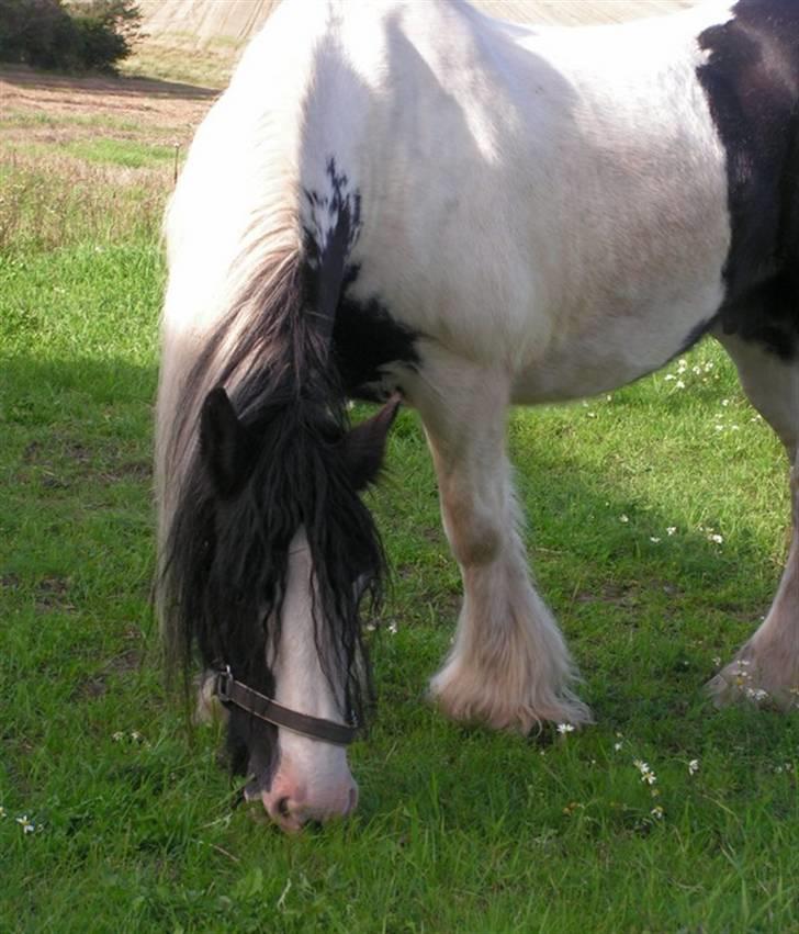 Irish Cob Clononeen Meniman - Meniman ELSKER græs. billede 3