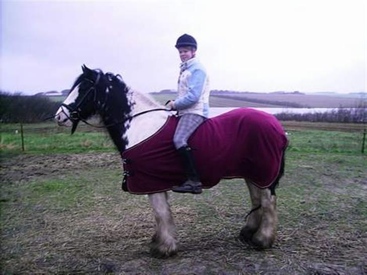 Irish Cob Clononeen Meniman - Vinter 2006/2007 - Meniman med udstyr på... billede 4