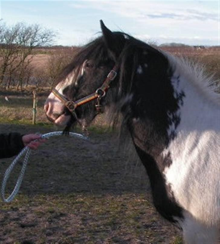 Irish Cob Clononeen Meniman - Hun har et smukt mønster på halsen... billede 5