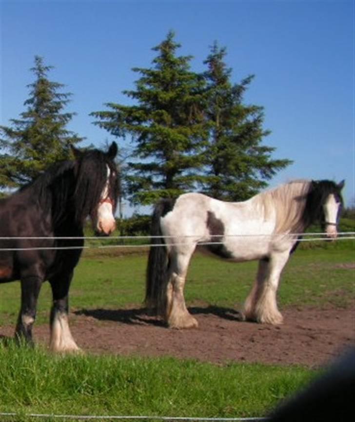 Irish Cob Clononeen Meniman - Meniman med sin ven Shannon - sommer 2007 billede 6