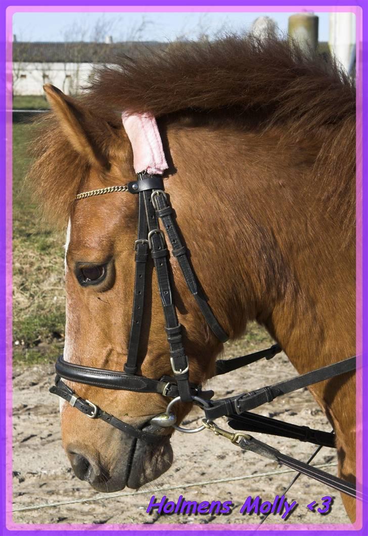 Anden særlig race // Holmens Molly -[SOLGT] - Kær lille ven <3 billede 1