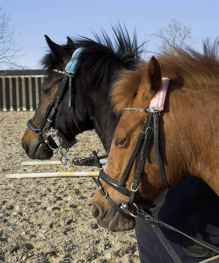Anden særlig race // Holmens Molly -[SOLGT] - Molly sammen med Black på ridebanen. billede 3