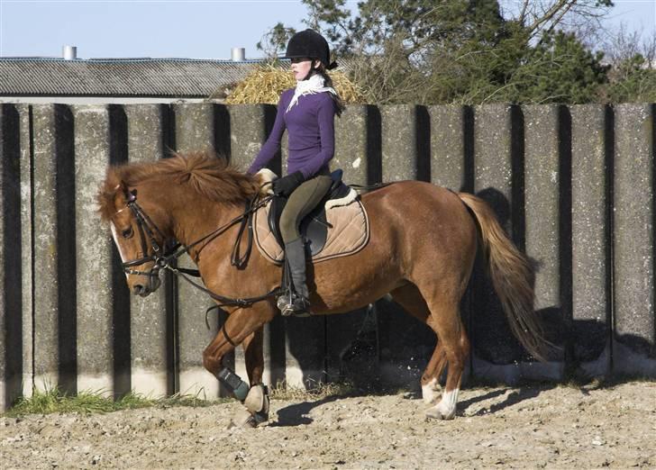 Anden særlig race // Holmens Molly -[SOLGT] - dressur, billede 4