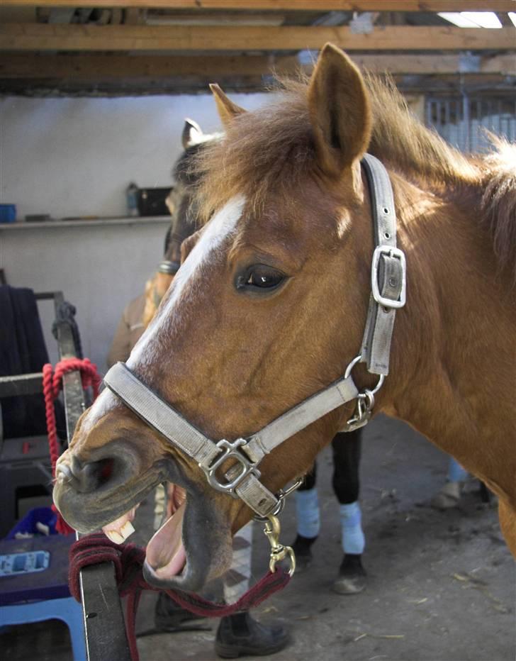 Anden særlig race // Holmens Molly -[SOLGT] - Gaaaaabbb... billede 5
