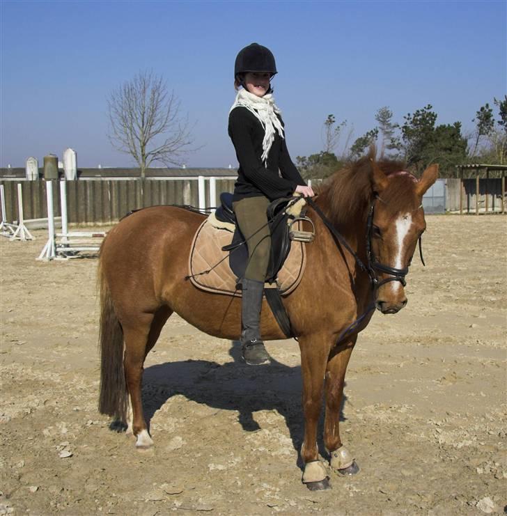 Anden særlig race // Holmens Molly -[SOLGT] billede 6