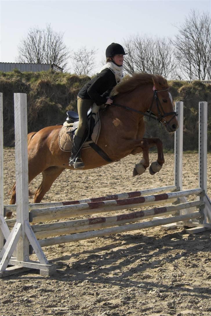 Anden særlig race // Holmens Molly -[SOLGT] - Springe kan hun også... Man er vel gammel springpony (; billede 8