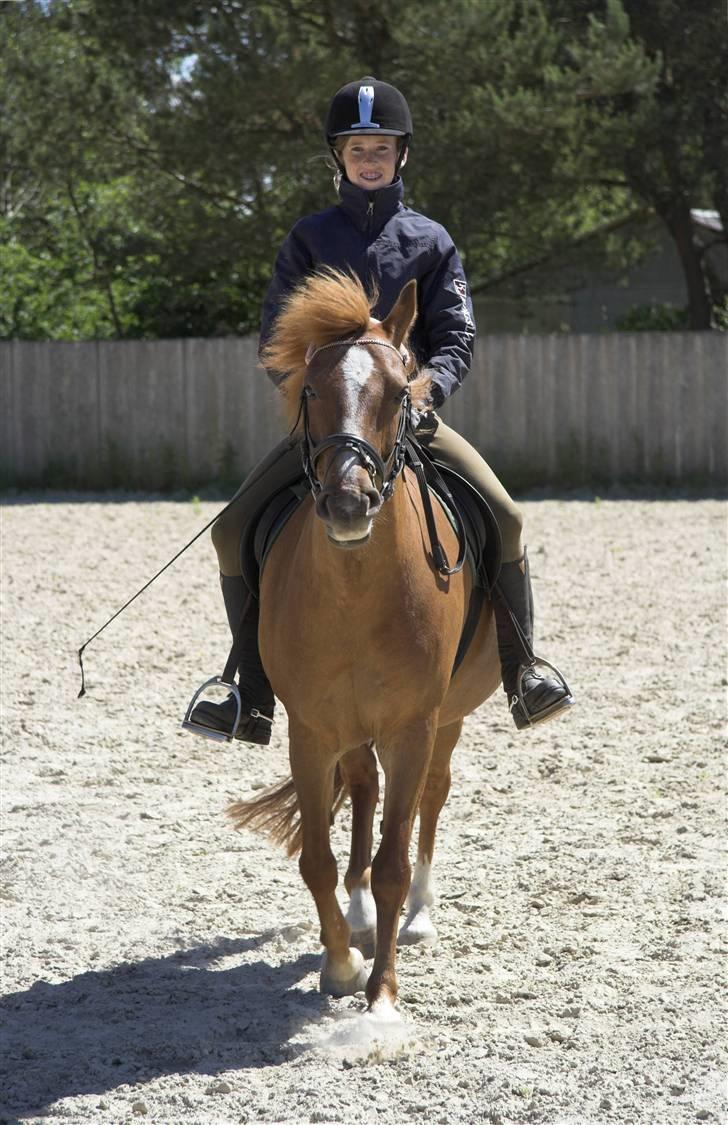 Anden særlig race // Holmens Molly -[SOLGT] billede 10