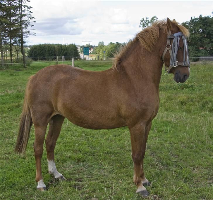 Anden særlig race // Holmens Molly -[SOLGT] - Hun strækker lige lidt igennem efter hun har sovet lidt på marken  :o) billede 12