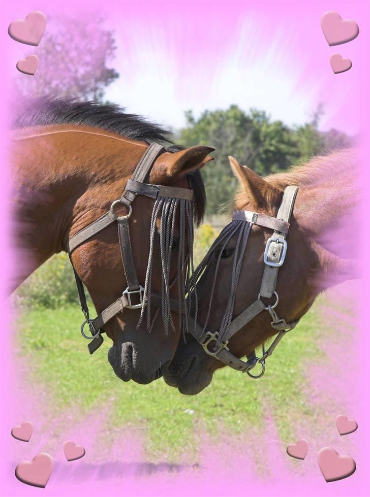 Anden særlig race // Holmens Molly -[SOLGT] - Uhhh.... Han er altså lidt lækker ham Tornado ;) billede 13