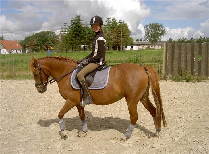 Anden særlig race // Holmens Molly -[SOLGT] billede 14