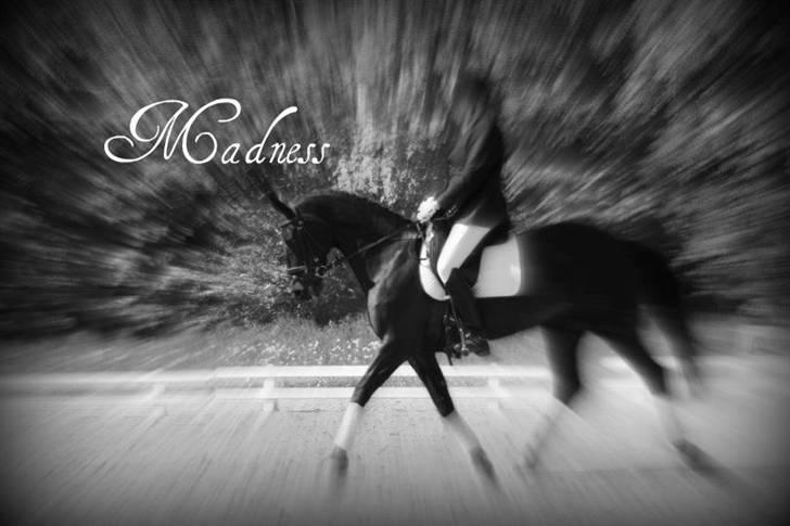 Dansk Varmblod Madness *SOLGT* - Madness. billede 1