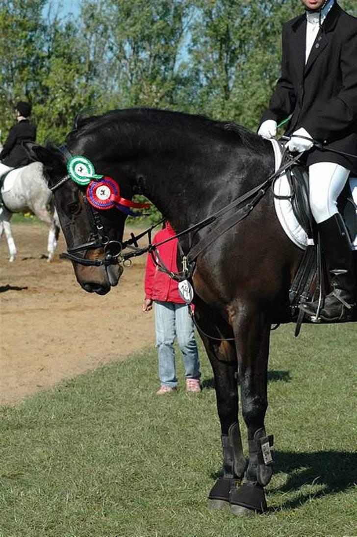 Dansk Varmblod Madness *SOLGT* - Sara Frøsig og Madness, stævne Guldager 07´ billede 3