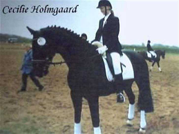 Dansk Varmblod Madness *SOLGT* - Mig og Madness, stævne Guldager 06´ billede 5