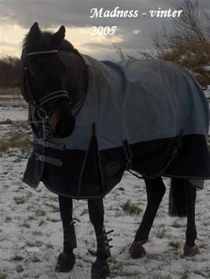 Dansk Varmblod Madness *SOLGT* - Madness, vinter 05´ billede 6