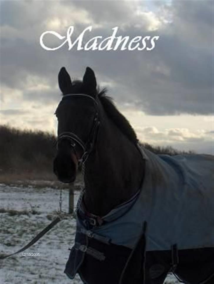 Dansk Varmblod Madness *SOLGT* - Madness, vinter 05´ billede 7