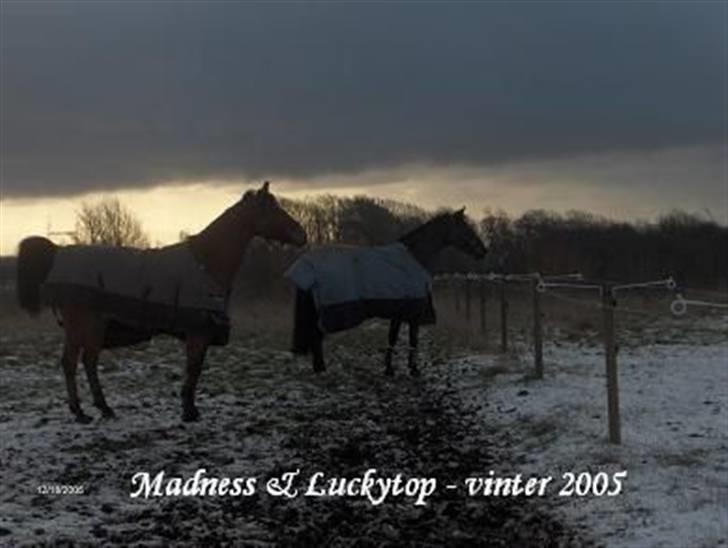 Dansk Varmblod Madness *SOLGT* - Madness og Luckytop Kilen, vinter 05´ billede 8