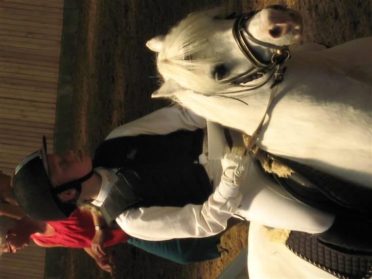 Welsh Mountain (sec A) møllegaards Flamme Solgt - så står jeg her du kan bare kigge billede 7