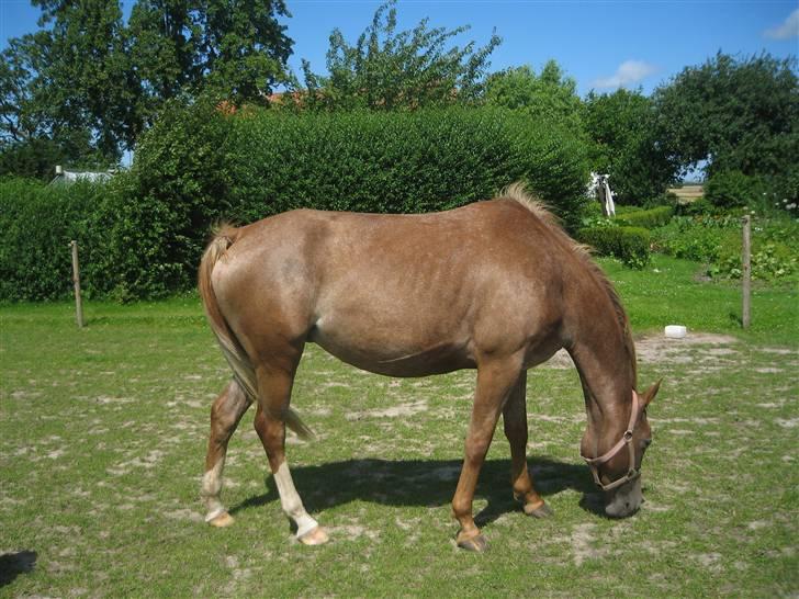 Appaloosa Rista - Looove på dig min hest (L. FOTO: Sarah Krog billede 5