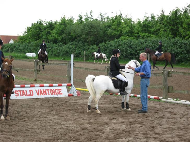 Welsh Mountain (sec A) møllegaards Flamme Solgt - hvad er det nu for en mand der giver min rytter noget ??? billede 8