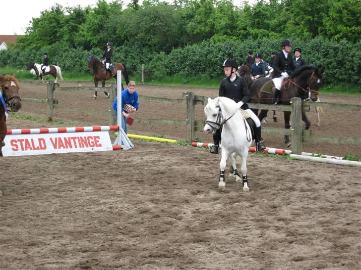 Welsh Mountain (sec A) møllegaards Flamme Solgt - !!! jaja jeg kommer nu jeg venter bare lidt billede 9