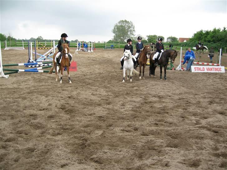 Welsh Mountain (sec A) møllegaards Flamme Solgt - jaa jeg fik en placerning Deet er mig den hvide deer ! billede 10