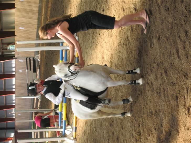 Welsh Mountain (sec A) møllegaards Flamme Solgt billede 11