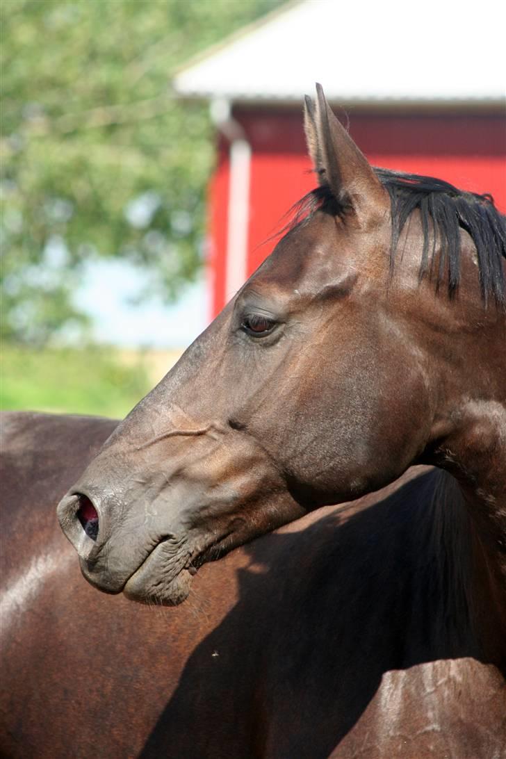 Oldenborg Jolly Jumper - Man kan følge hesten til bækken, men ikke tvinge den til at drikke. billede 10