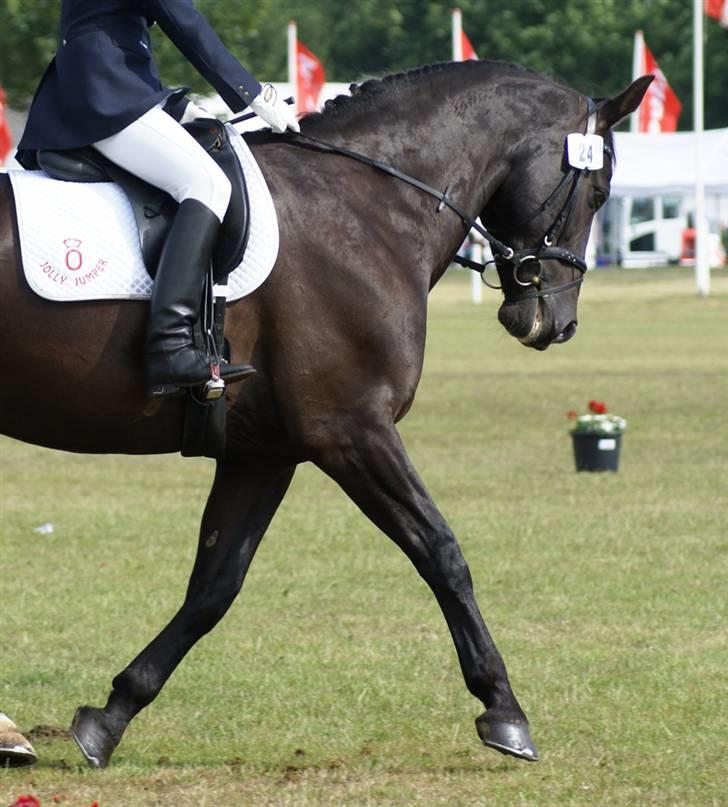 Oldenborg Jolly Jumper - Normalt sidder mit hjerte i brystet, men når jeg sidder på min hest, er det mellem mine knæ. billede 11
