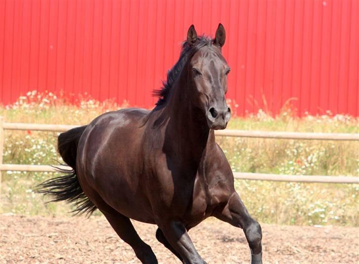 Oldenborg Jolly Jumper billede 14