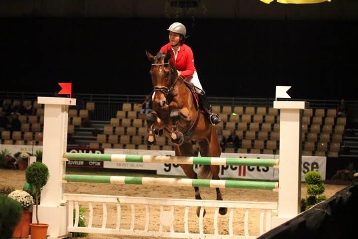 Dansk Varmblod Stejlbjerggaards Cyrillis - La JBK horseshows odense 2009 :) billede 1