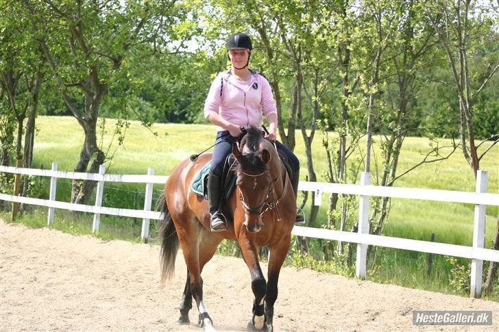 Dansk Varmblod Stejlbjerggaards Cyrillis - opvarmning til springning billede 2