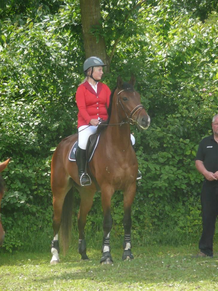 Dansk Varmblod Stejlbjerggaards Cyrillis - DRF championat 5års Dalumgård 2009 foto: Jill Poulsen billede 4