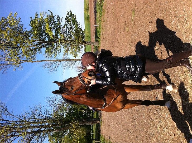 Dansk Varmblod Stejlbjerggaards Cyrillis - cylle rylle billede 5