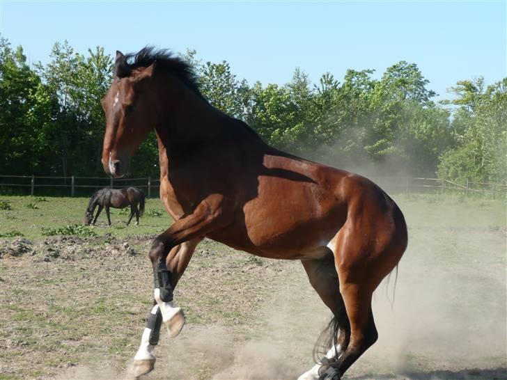 Dansk Varmblod Stejlbjerggaards Cyrillis - Cyrillis Maj 2008 billede 6
