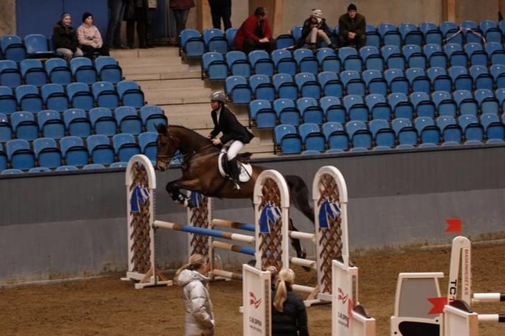 Dansk Varmblod Stejlbjerggaards Cyrillis - Cyrillis28 februar vilhelmsborg (: billede 7