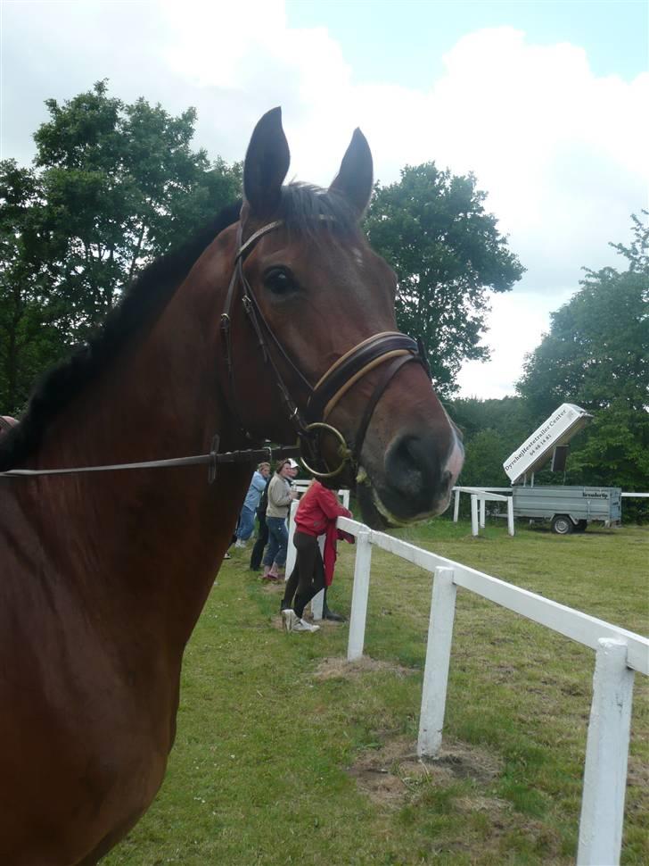 Dansk Varmblod Stejlbjerggaards Cyrillis - DRF championat 5års Dalumgård 2009 foto: Jill Poulsen billede 8