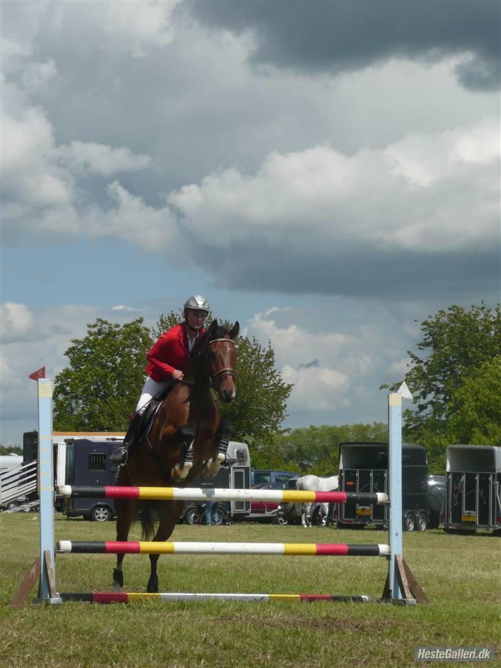 Dansk Varmblod Stejlbjerggaards Cyrillis - DRF championat 5års Dalumgård 2009 foto: Jill Poulsen billede 9