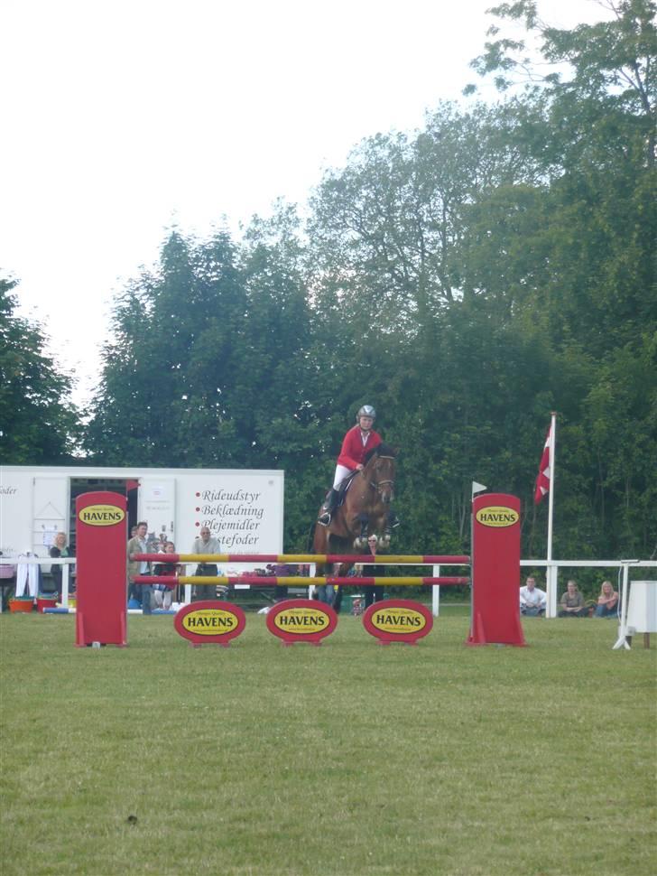 Dansk Varmblod Stejlbjerggaards Cyrillis - DRF championat 5års Dalumgård 2009 foto: Jill Poulsen billede 10