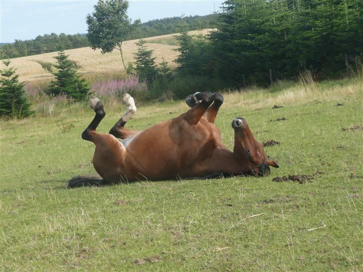 Dansk Varmblod Stejlbjerggaards Cyrillis - Kylle på sommergræs 2009 billede 12
