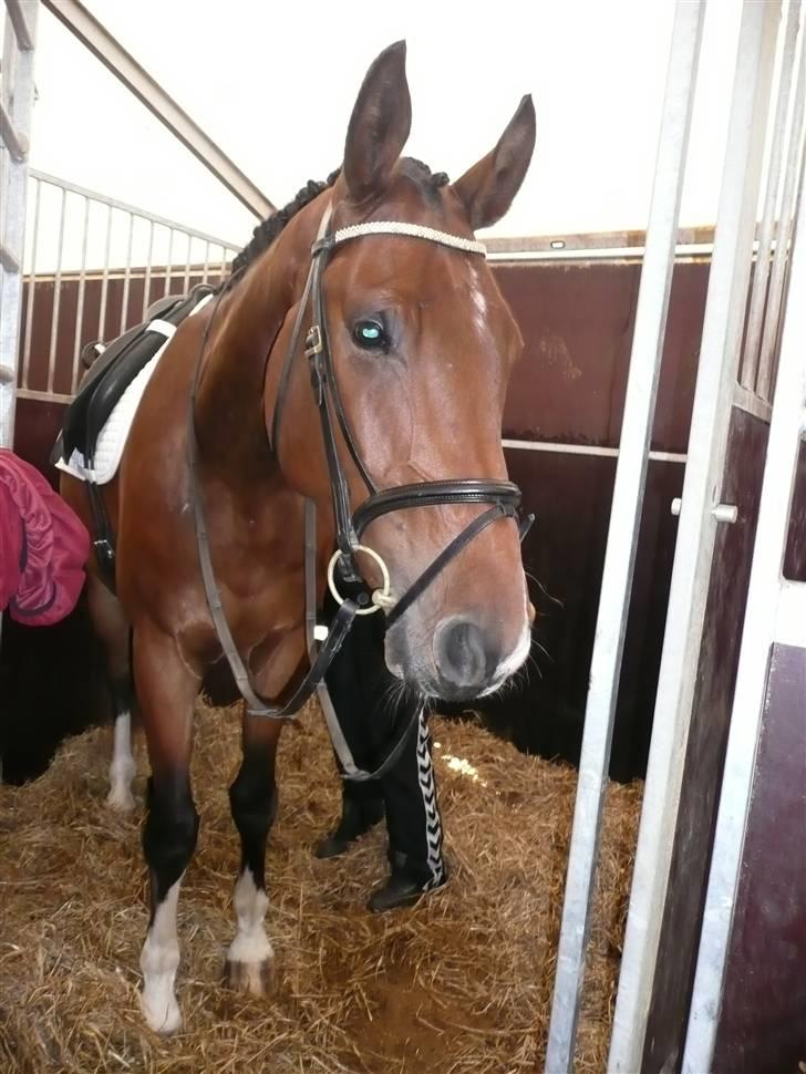 Dansk Varmblod Stejlbjerggaards Cyrillis - DSA Billund August 2008 Foto: Stumpen billede 13