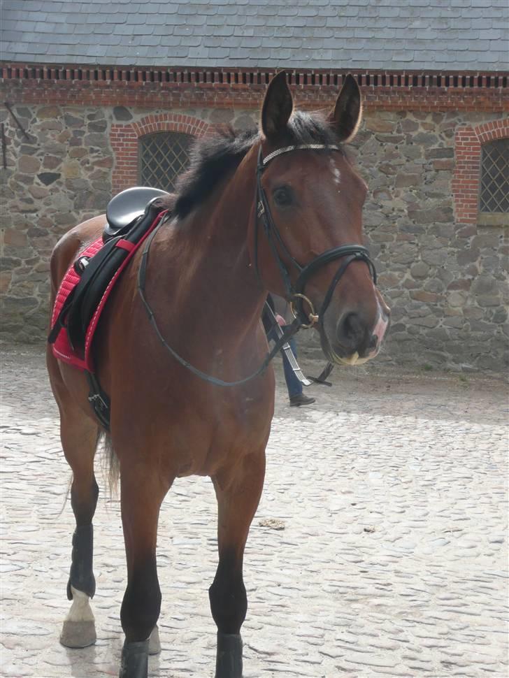 Dansk Varmblod Stejlbjerggaards Cyrillis - Cyrillis vilhelmsborg d. 1 juli 2008 ;D Foto Jill Poulsen ;D billede 14