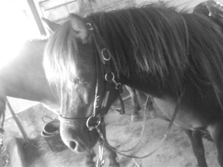 Islænder Litfara fra Gingsholm - Litfara hvor jeg solgte hende til - sidenhen har hun fået endnu en ny ejer. Men jeg ved hun ahr det godt :-) billede 15